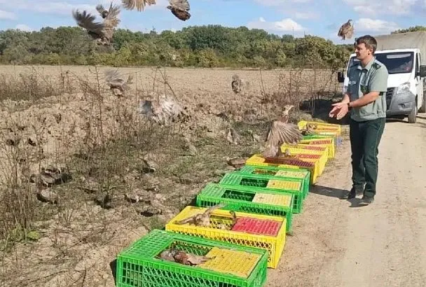 Тысячу фазанов выпустили на волю в двух районах Кубани