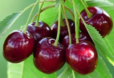 Семья в восторге! Вишневое варенье-пятиминутка от Юлии Высоцкой: густое без хлопот