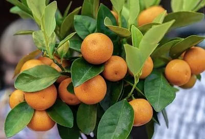 Крым пользуется спросом на новогодние праздники