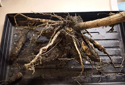 Храним клубни георгина в холодильнике зимой: отличный вариант, если нет подвала