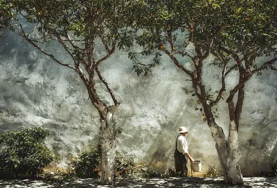 Осенняя побелка или спанбонд: как защитить деревья от ожогов и морозобоин