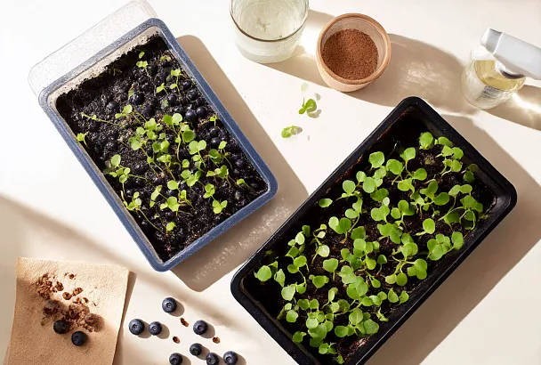 Посадила голубику из супермаркета двумя способами — и один даёт больше всходов