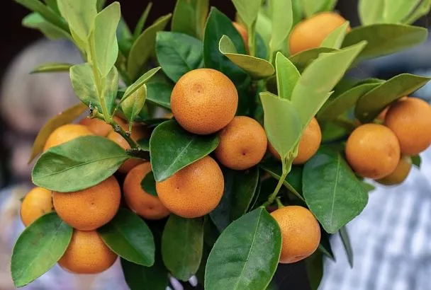 Крым пользуется спросом на новогодние праздники