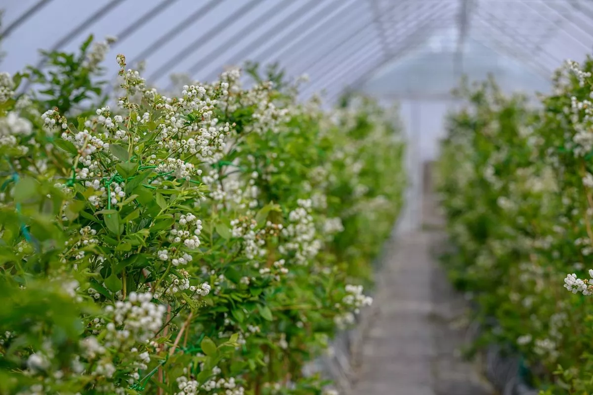 Теплицы спасают голубику от непредсказуемых погодных условий: морозов, обратных заморозков, ветра, града, а также от птиц. Кроме того, закрытый грунт позволяет выращивать более рентабельные ранние сорта. Теплицы спасают голубику от непредсказуемых погодных условий: морозов, обратных заморозков, ветра, града, а также от птиц. Кроме того, закрытый грунт позволяет выращивать более рентабельные ранние сорта.