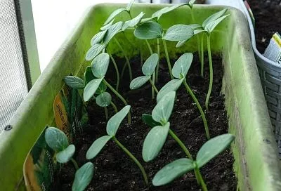 Для кого пикировка – беда: культуры, которые не любят излишнего внимания