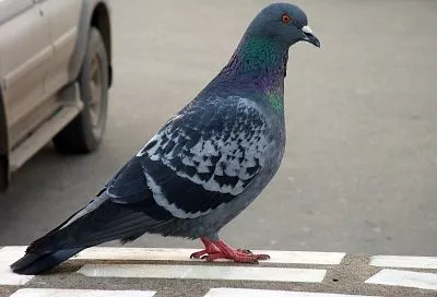 И птичку жалко, и водителя: что грозит водителю за сбитого голубя?