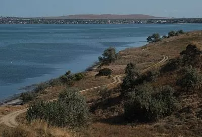 Сипухи облюбовали Тамань: ученые изучили на полуострове условия их гнездования и питания