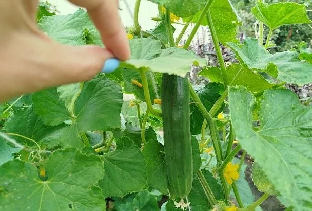 «Сюрпризы» этого лета: как спасти огурцы от аномально холодных ночей в период плодоношения