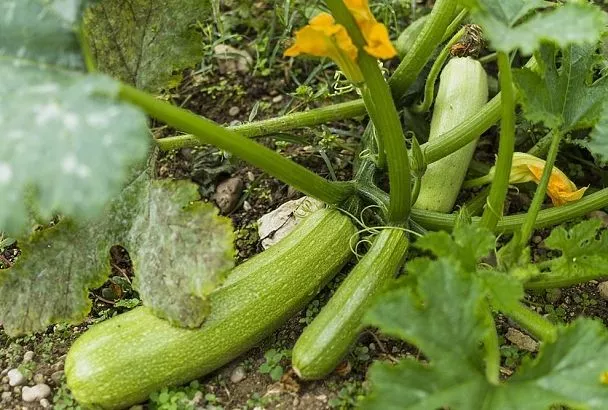 Рассада кабачков: секреты удачной посадки в открытый грунт для раннего урожая