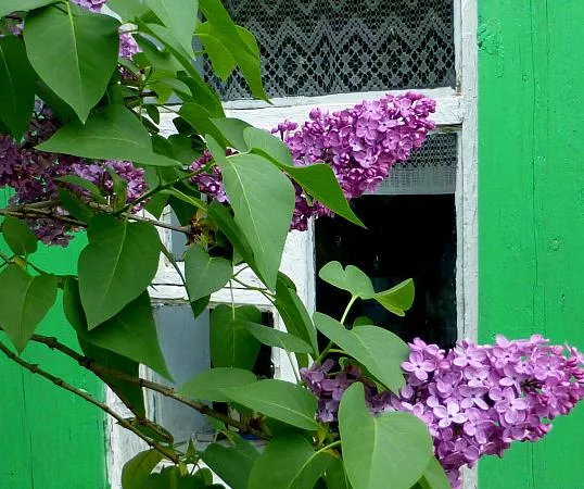 Сирень в родительском дворе