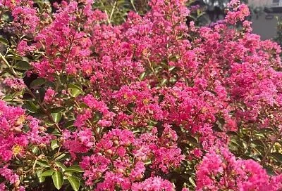 Древо просветления: как вырастить пышную индийскую сирень, которую хоть на выставку отправляй 