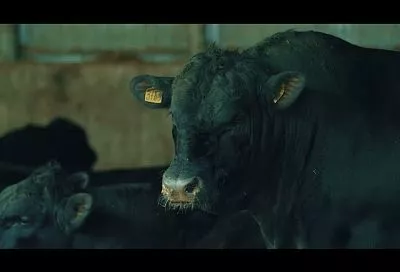 Потребление продуктов из мраморной говядины «Агрокомплекса» выросло в 3 раза