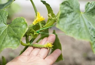 Шок для дачников: мучнистая роса атакует огурцы — метод Кизимы спасает урожай