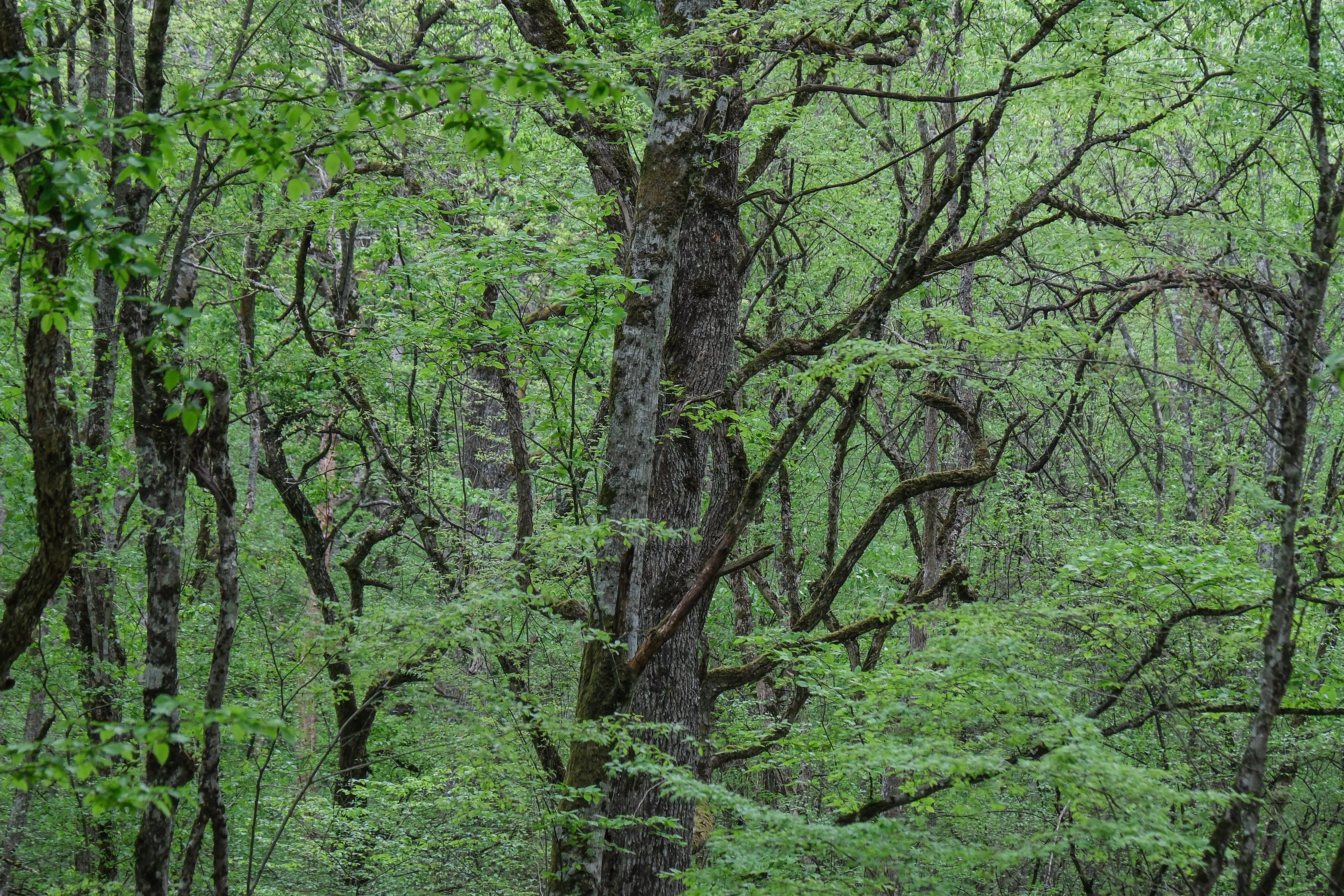 На восстановление лесов Крыма направят более 180 млн рублей до 2028 года