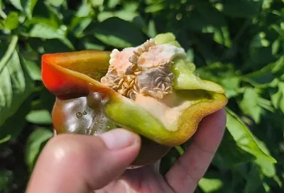 Вот так сюрприз: почему внутри болгарского перца плесневеют семена