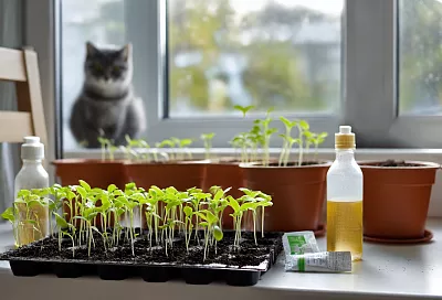 Первая подкормка рассады до пикировки — для крепкого иммунитета