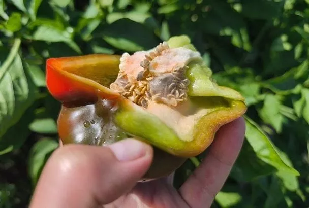 Вот так сюрприз: почему внутри болгарского перца плесневеют семена