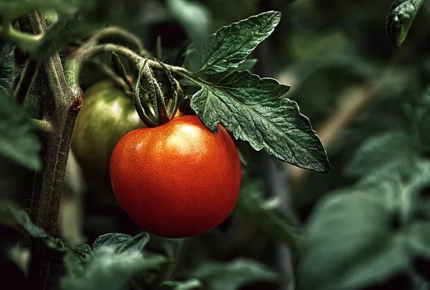 Пять способов ускорить созревание крупных томатов