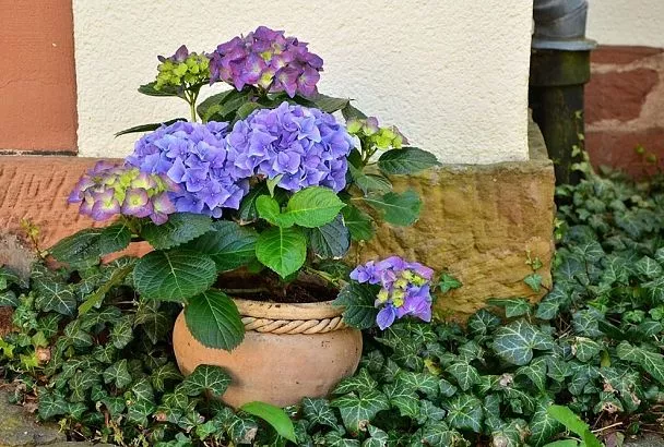 Как легко укоренить метельчатую гортензию летом за 3 шага и поразить всех весенним цветением