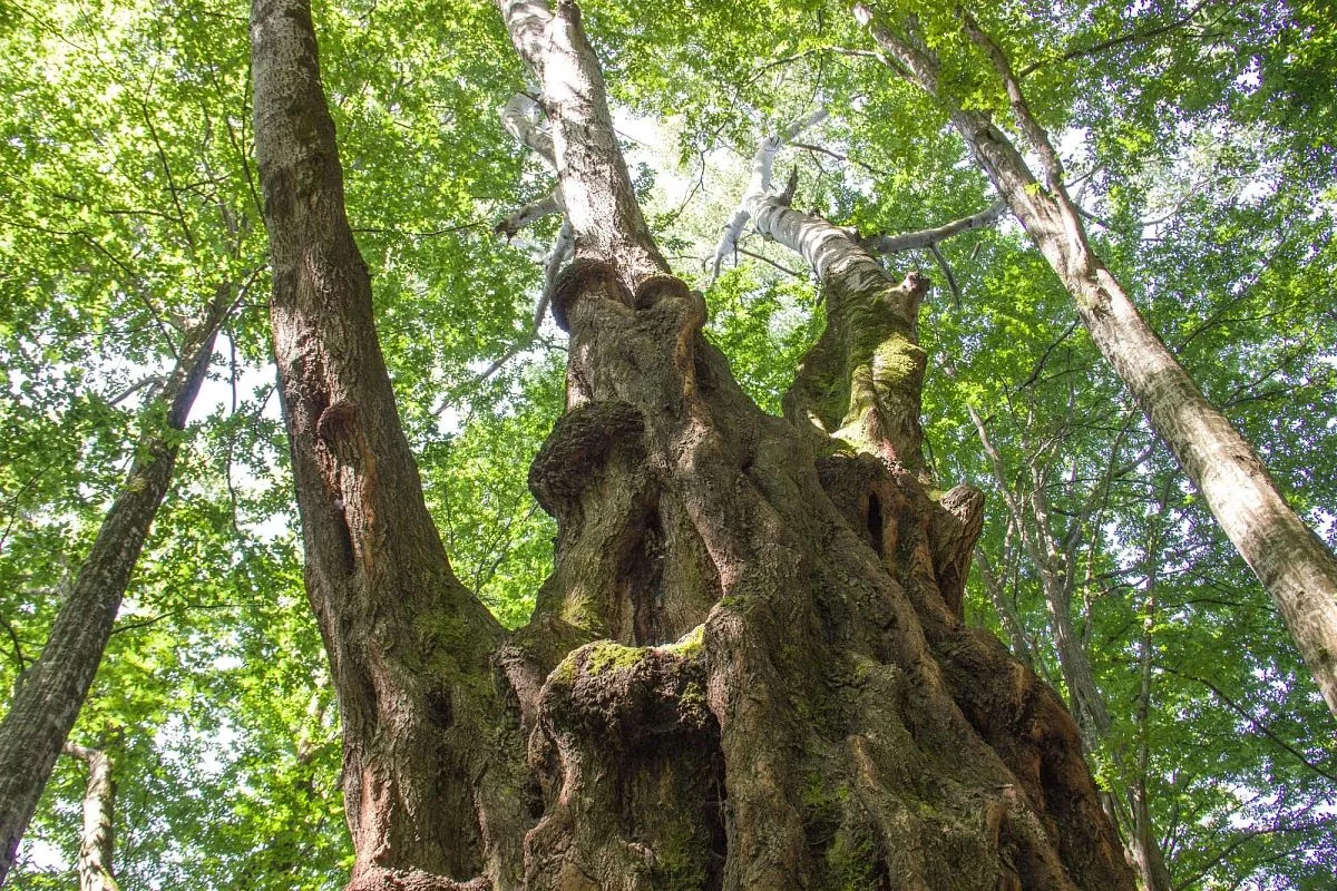 Дерево называют "Драконом" из-за своеобразной формы кроны. Дерево называют "Драконом" из-за своеобразной формы кроны.