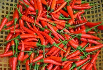 Такой перчик в магазине не купите: маринуем острый перец чили дома