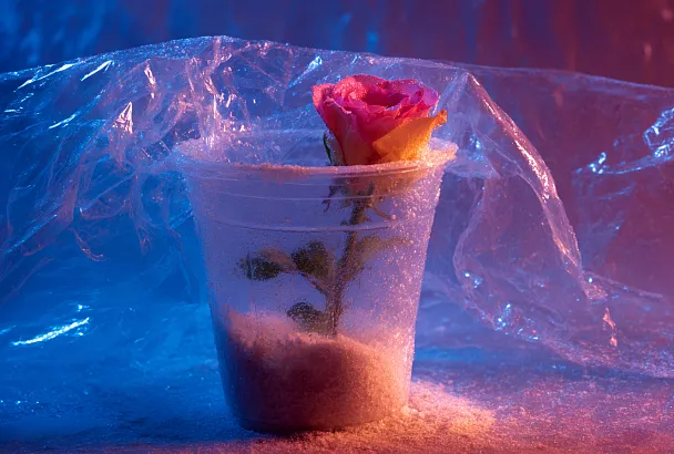 Размножение роз черенком за 7 дней: 100% укоренение с чесноком и помидором!