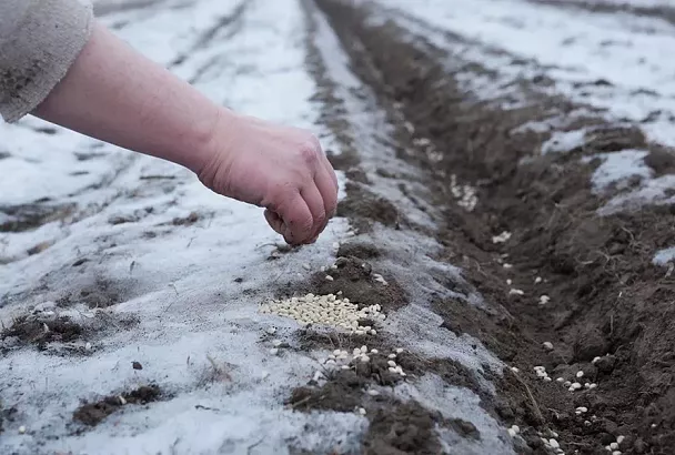 Не время расслабляться: сев по первому снегу даст лучший урожай на 2 месяца раньше
