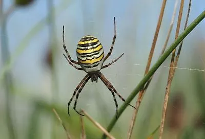 Обитающих на Кубани ядовитых пауков-ос стали замечать в центральных регионах