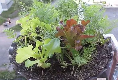 Урожай на подоконнике через 3 недели! 3 сорта зелени, которые можно посадить на балконе (лоджии) в феврале