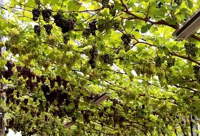 Не оставляю виноградному клещу ни единого шанса на выживание: подробная инструкция