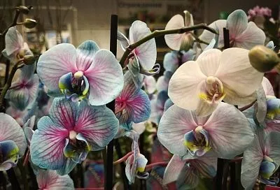 Не цветет орхидея: у нее на это 3 причины