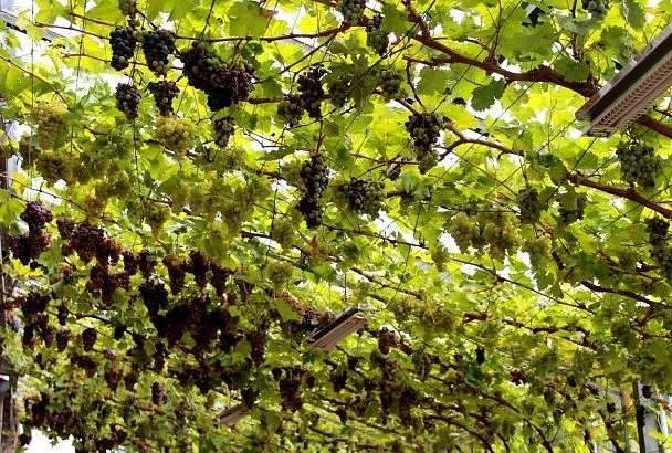 Не оставляю виноградному клещу ни единого шанса на выживание: подробная инструкция