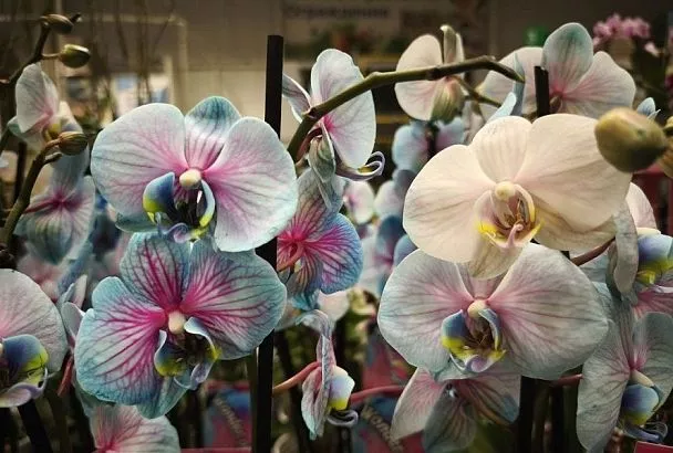 Не цветет орхидея: у нее на это 3 причины