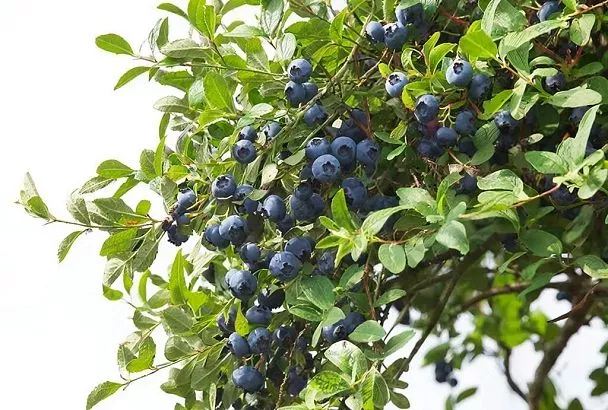 Шпаргалка по выращиванию голубики: секреты успешного культивирования