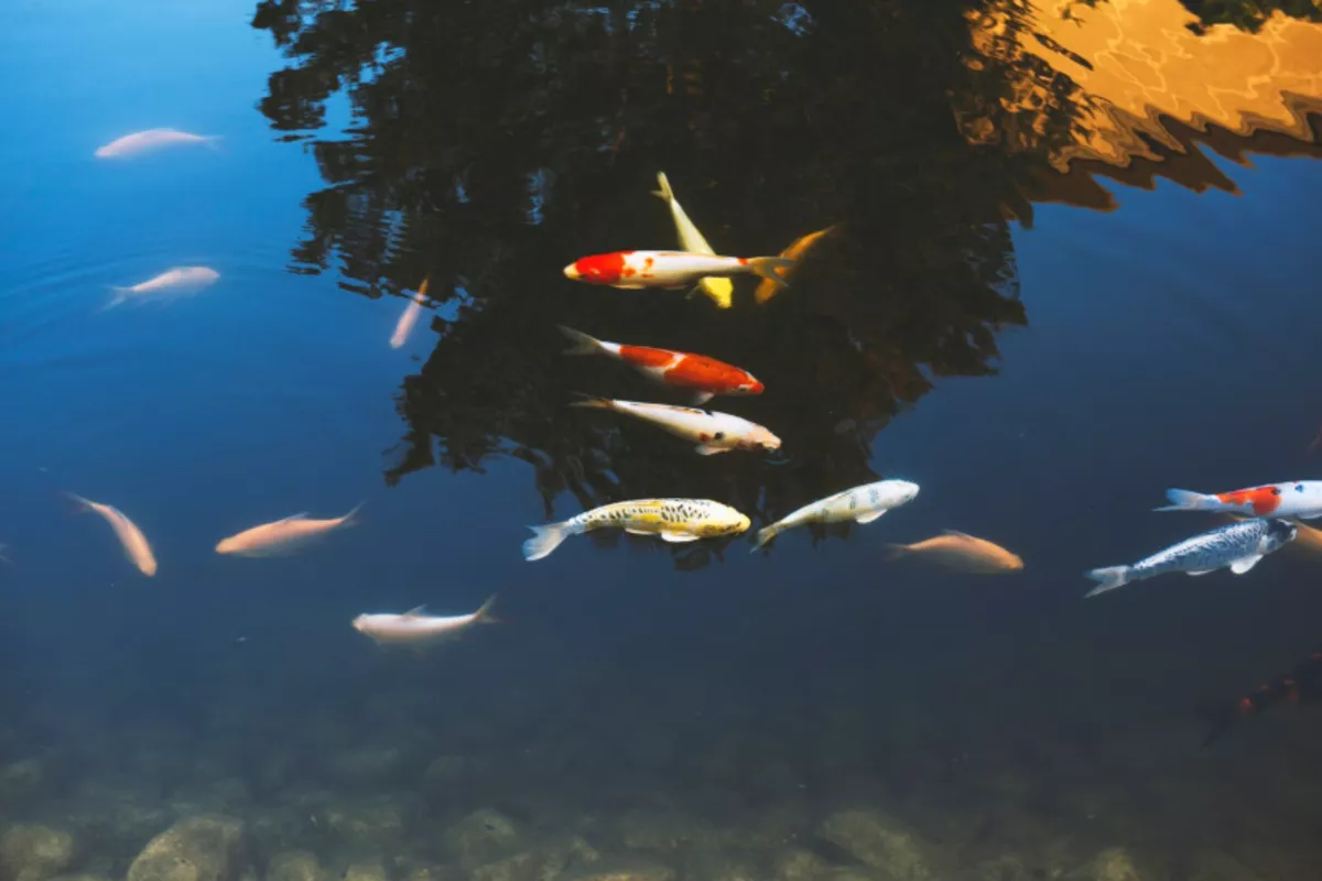 Производство аквакультуры в РФ увеличилось до 393,3 тыс. тонн