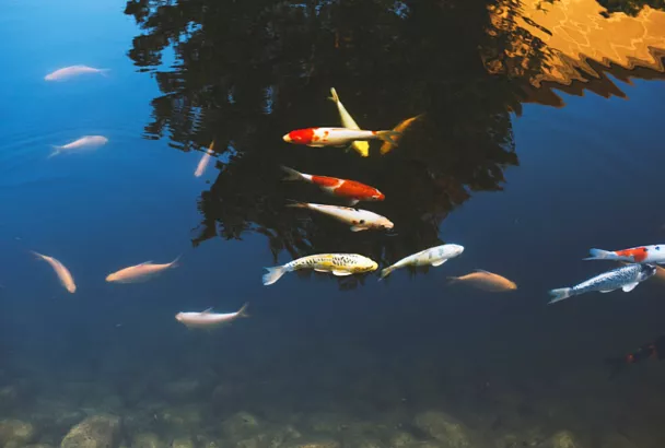 Производство аквакультуры в РФ увеличилось до 393,3 тыс. тонн