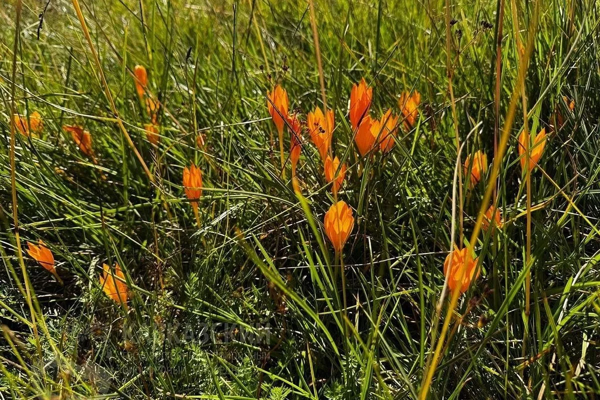 Предвестники осени: шафран Шарояна зацвел раньше обычного в горах под Сочи 