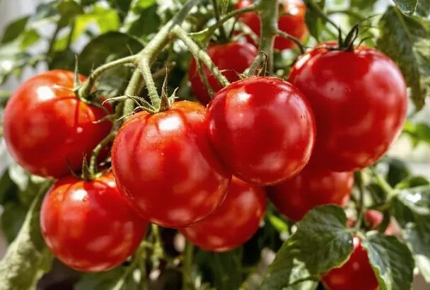 Поливаю томаты в августе утром строго под куст: плоды слаще, без трещин и гнили
