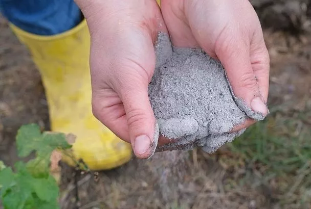 Эти трое разберутся: как восстановить почву после посадок картофеля