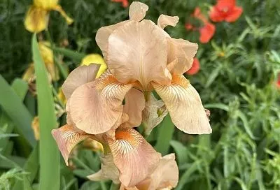 В конце июля или начале августа: почему опытные цветоводы советуют сажать ирисы во второй половине лета