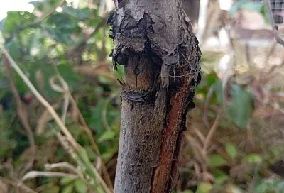 Раны на стволе – шрамы на сердце садовода: как быстро и эффективно справиться с повреждениями коры