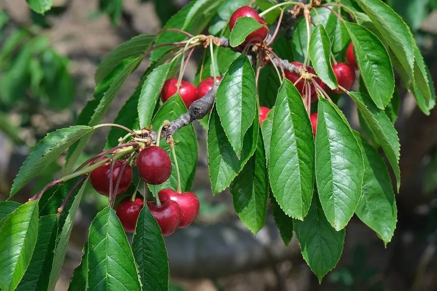 Вишню съел – накорми: чем удобрить косточковые деревья в августе