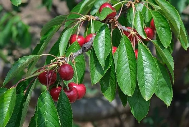 Вишню съел – накорми: чем удобрить косточковые деревья в августе