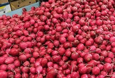 10 правил крупной, сочной и полнотелой редиски