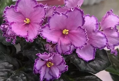 Искусство полива: как найти подход к каждому зеленому питомцу