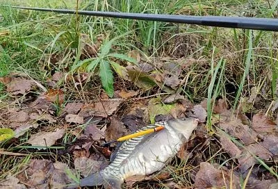 Ловлю карпа в ноябре: делюсь опытом рыбалки на удочку без колец с тончайшей оснасткой