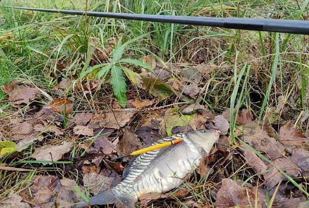 Ловлю карпа в ноябре: делюсь опытом рыбалки на удочку без колец с тончайшей оснасткой