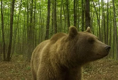 В лесах Туапсе зафиксировали бурых медведей