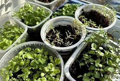 Идеальная подкормка для рассады любых цветов: рецепт мощного старта 