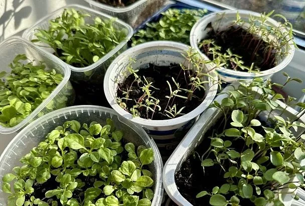 Идеальная подкормка для рассады любых цветов: рецепт мощного старта 